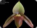 Paph. ciliolare